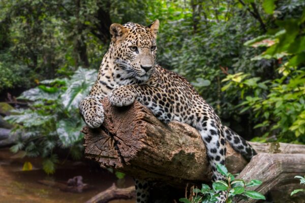 16 DAYS TOUR SRI LANKA - Image 3