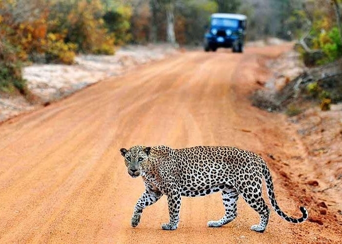 Anuradhapura – Wilpattu National Park