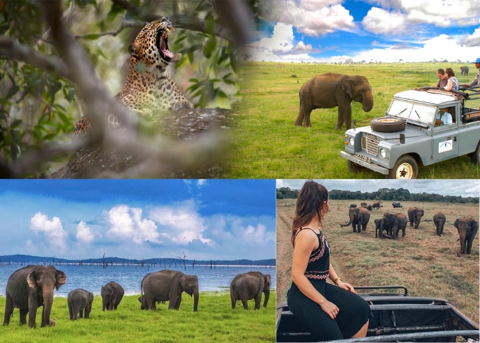 Polonnaruwa – Minneriya National Park