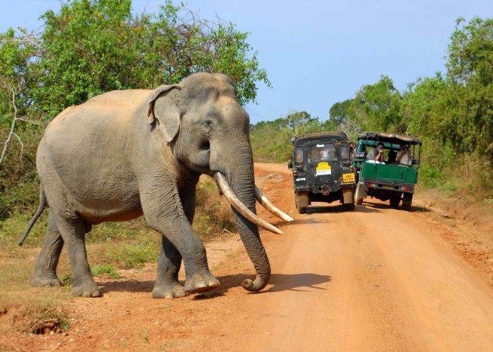 Sigiriya – Minneriya / Kaudulla Safari