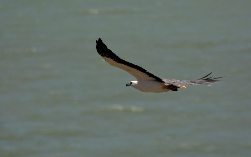 eagle-7098711_1280